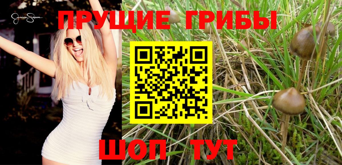Галлюциногенные грибы Psilocybe Дедовск